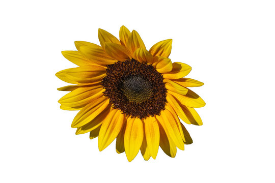 Sunflowers isolated on white background.  Make clipping path.