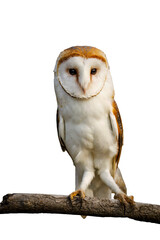 Owl at sunset. Barn owl, Tyto alba, perched on branch in last sun rays. Beautiful white owl with...