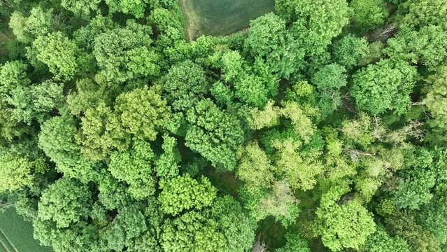 Aerial drone view of heart-shaped  forest surrounded byg reen blooming  field in Poland. Trees of love, Heart made of trees in Skarszyn.
Summer agricultural green fields in the countryside heart shape