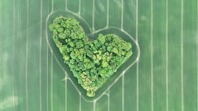 Aerial drone view of heart-shaped  forest surrounded byg reen blooming  field in Poland. Trees of love, Heart made of trees in Skarszyn.
Summer agricultural green fields in the countryside heart shape