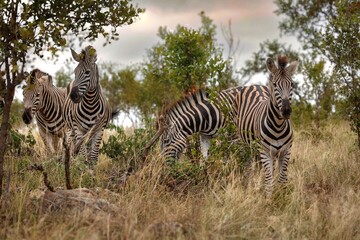 Dazzle of Zebra appear on a hilltop