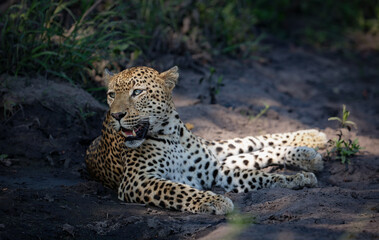 Portrait of a leopard in its natural habitat in Kruger National Park