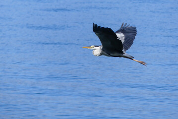 琵琶湖のアオサギ　滋賀県近江八幡市
