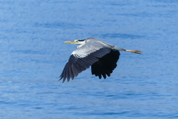 琵琶湖のアオサギ　滋賀県近江八幡市