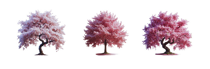 Fototapeta premium Set of cherry blossom Sakura tree, illustration, isolated over on transparent white background