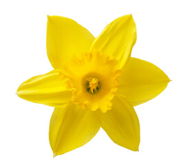 yellow daffodil isolated on a white background - 752413660