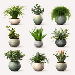 Collection of beautiful plants in ceramic pots isolated on white background.