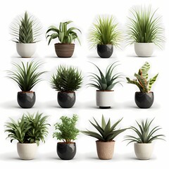 Collection of beautiful plants in ceramic pots isolated on white background.