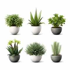 Collection of beautiful plants in ceramic pots isolated on white background.