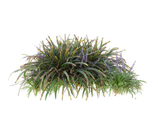 Various types of flowers grass bushes shrub and small plants isolated	
