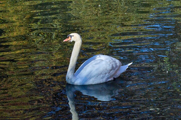 cisne blanco nadando en la naturaleza