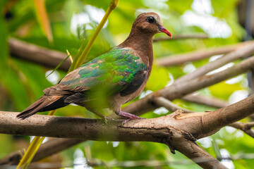 The emerald dove or common emerald dove (Chalcophaps indica), also called Asian emerald dove and grey-capped emerald dove
