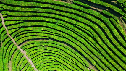 Beautiful tea plantation field zoom in. Drone green rows landscape in highlands