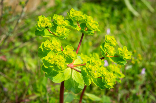 Botanical detail: Exploring the structure of Euphorbia helioscopia.