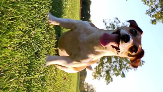 active crazy dog Jack Russell terrier playing jumping funny dancing waiting asking to fetch a toy on green grass in summer. Vertical video footage. Healthy smiling tongue out dog exited playful mood