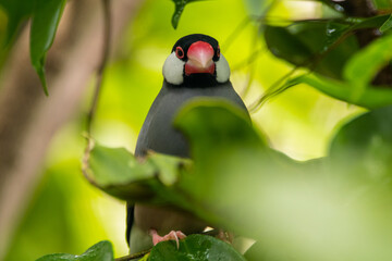 The Java sparrow (Lonchura oryzivora), also known as Java finch, Java rice sparrow or Java rice bird, is a small passerine bird