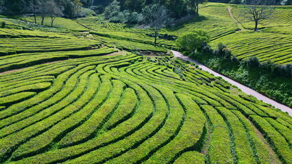 Beautiful tea plantation landscape drone shot. Lush green farmland in summer.