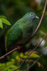 The black-naped fruit dove (Ptilinopus melanospilus), also known as the black-headed fruit dove