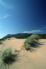 Sandy dunes and vegetation. Porto Ferro, Lake of Baratz. Sardinia. Italy
