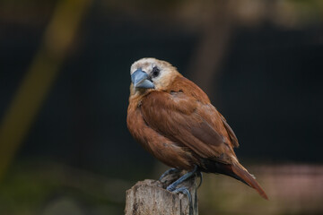 The white-headed munia (Lonchura maja) is a species of estrildid finch found in Teladan, Malaysia, Singapore, Thailand and Vietnam