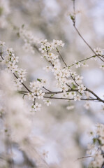 Weiße Blüten im Frühjahr - Duft der Kirscheblüte