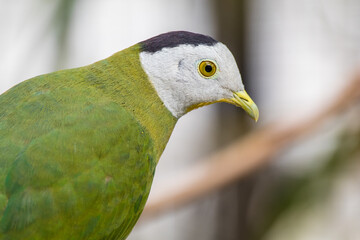 The black-naped fruit dove (Ptilinopus melanospilus), also known as the black-headed fruit dove