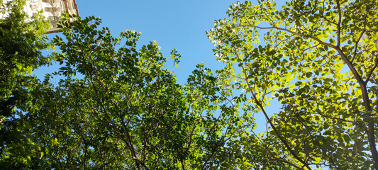 forest farm park garden nature mountain hill stone rock trees flowers pink magenta hummingbird fruit papaya food bird roof foliage leaves trunks blue sky cloud cloudy