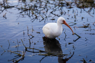 White Egret in the water