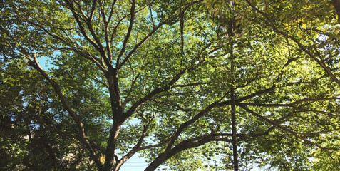 forest farm park garden nature mountain hill stone rock trees flowers pink magenta hummingbird fruit papaya food bird roof foliage leaves trunks blue sky cloud cloudy