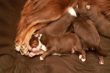 A mother dog is nursing her puppies