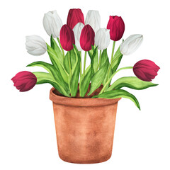 Hand-drawn watercolor illustration. White and red tulips in the flowerpot. Terracotta flowerpot with spring flowers