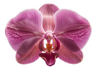 Vibrant pink orchid with detailed patterns on transparent background - stock png.