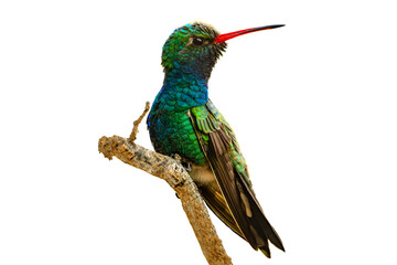 Broad-billed Hummingbird (Cynanthus latirostris) High Resolution Photo, Perched in an Isolated PNG...