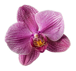 Vibrant pink orchid with detailed patterns on transparent background - stock png.