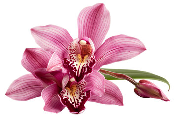 Fototapeta na wymiar Vibrant pink orchid with detailed patterns on transparent background - stock png.