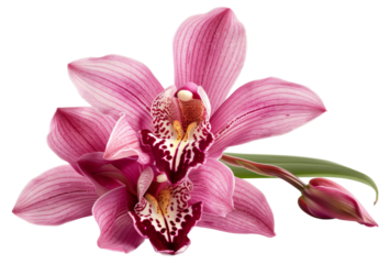 Vibrant pink orchid with detailed patterns on transparent background - stock png.