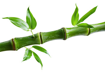 Green bamboo branch with leaves on transparent background - stock png.