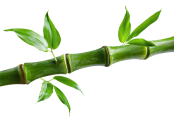 Green bamboo branch with leaves on transparent background - stock png.