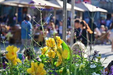 Flowers pedestrian zone Munich