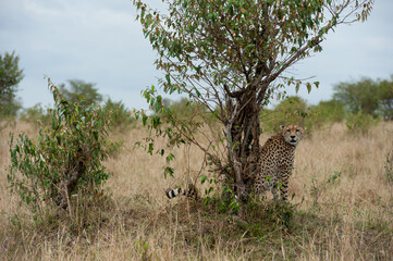 cheetah  in the vast wilderness of Africa © Herbert