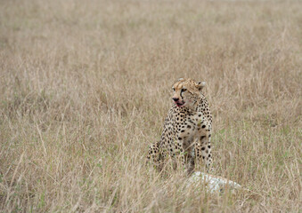 cheetah  in the vast wilderness of Africa © Herbert