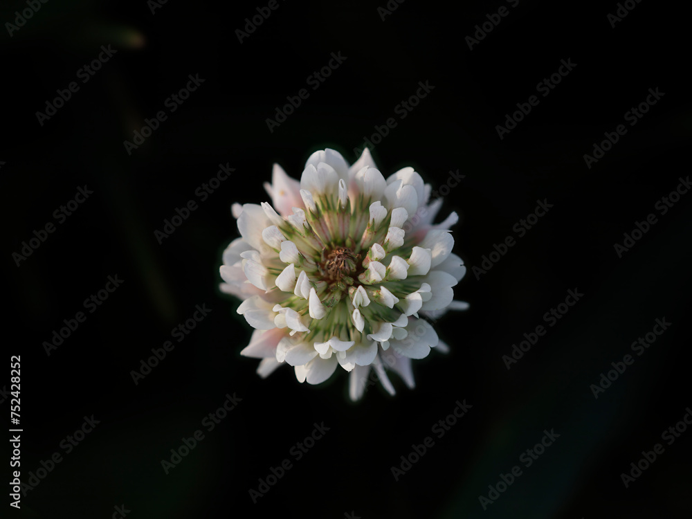 Poster Wild white flower against dark background