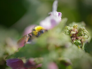 European bee sucking pollen and nectar
