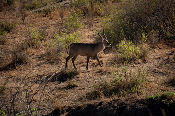 Waterbuck in the Masai Mara