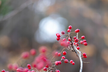 赤い実のウメモドキ　滋賀県大津市びわこ文化公園