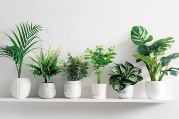 Foto op Plexiglas Exotic houseplants collection displayed elegantly on a white shelf against a clean background Showcasing the beauty and diversity of indoor greenery. © Bijac