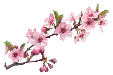 Obraz premium Pink cherry blossoms on branch on transparent background - stock png.