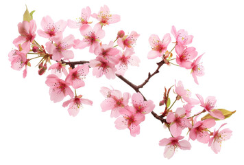 Pink cherry blossoms on branch on transparent background - stock png.