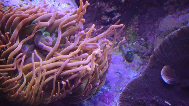 Moving sea anemones with clownfish nemo. Adventure Aquarium, Camden, New Jersey, USA 