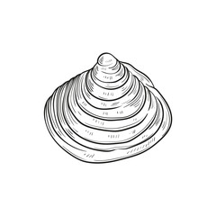 Hand-drawn, engraved line illustrations of realistic mollusk shells in various forms. Perfect for marine-themed designs. Black and white sketches on a navy peony background, including starfish.